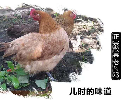 展示图片